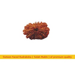 Manufacturers Exporters and Wholesale Suppliers of Sixteen Faced Rudraksha Faridabad Haryana